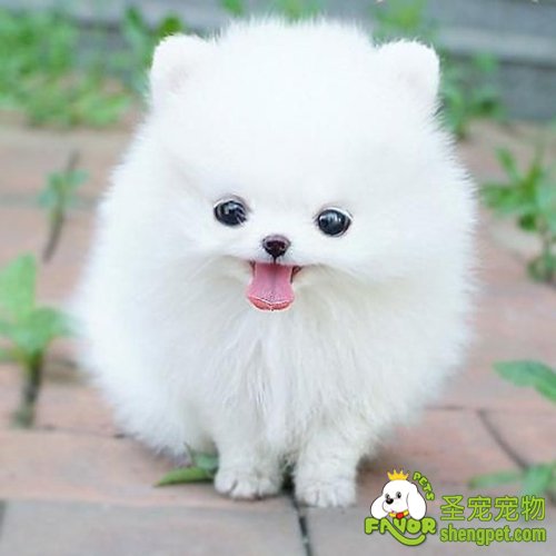 如何给自己的爱犬注射疫苗