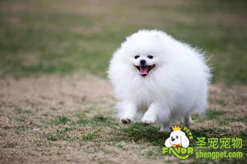 狗狗壮年犬根据活动量所需要的饮食也不同