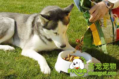 饲养狗狗需要注意狗狗的饮食均衡