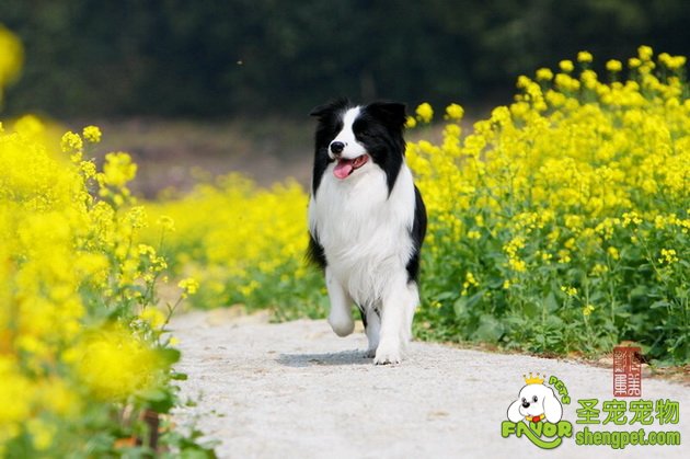 边境牧羊犬