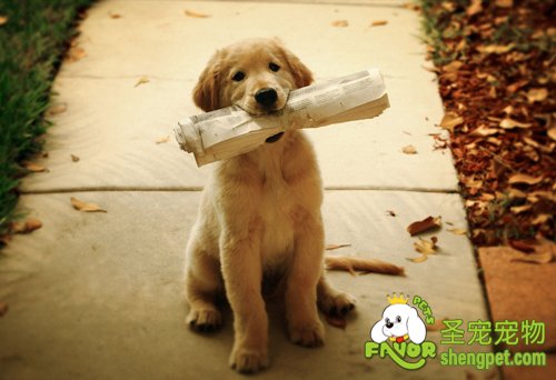 狗狗的性格都有哪些