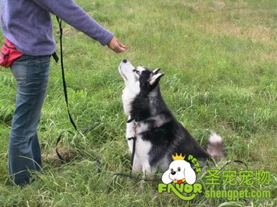 正确训练狗狗的方法和原则
