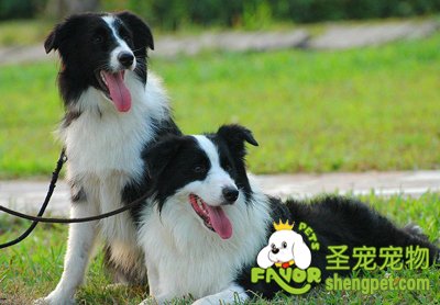 边境牧羊犬