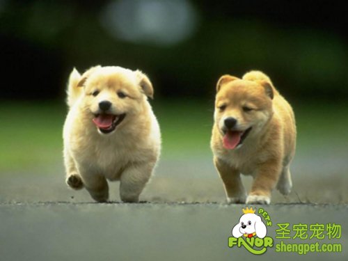 如何饲养狗狗才更卫生