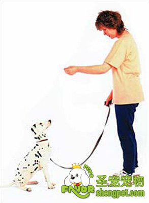 影响狗狗训练的因素都有哪些