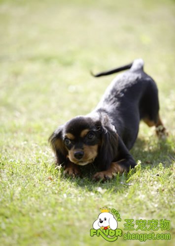 幼犬发育不良的原因是什么