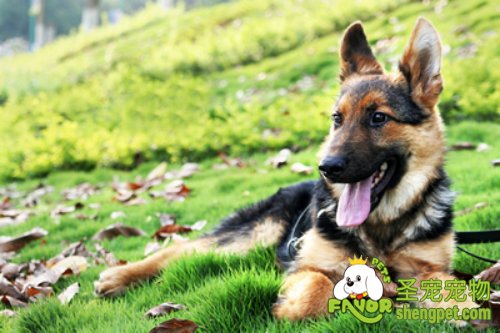 带狗狗做运动要经常给狗补充水分