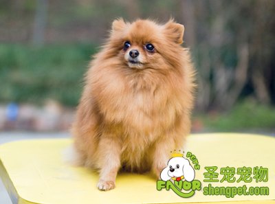 博美犬