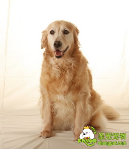 狗狗生病提前知道