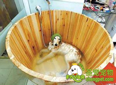 狗狗药浴需要注意的事项