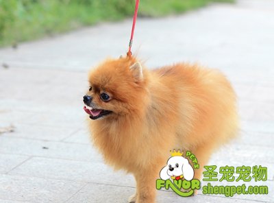 博美犬