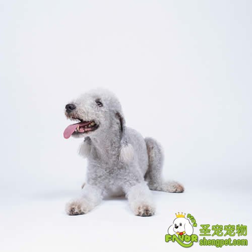 给狗狗补钙的错误观点