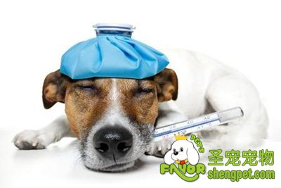 狗狗的体温测量