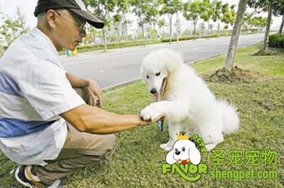 训练狗狗需要掌握的基础知识