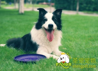 边境牧羊犬