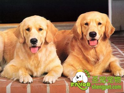 购买狗狗所需要的花费