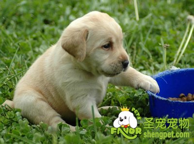 狗狗从多大开始饲养会比较好