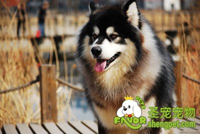 挑选一只健康的狗狗过着健康欢乐的生活