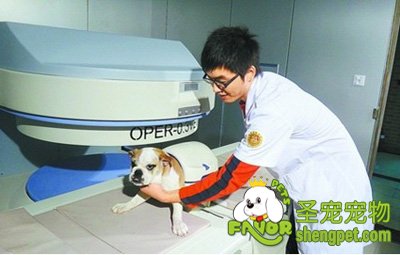 狗狗食道异物和口炎的治疗