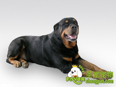 狗狗呼吸系统疾病的治疗