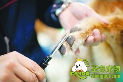 宠物美容之狗狗指甲和脚底毛的修剪