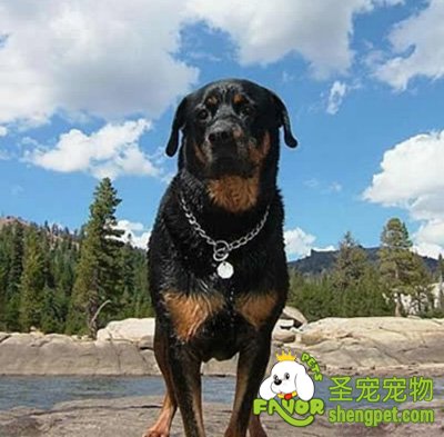 德国犬协会对犬名的管理