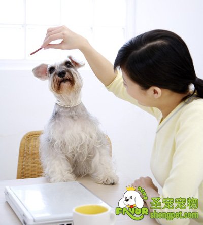 如何向狗狗表达爱的方式