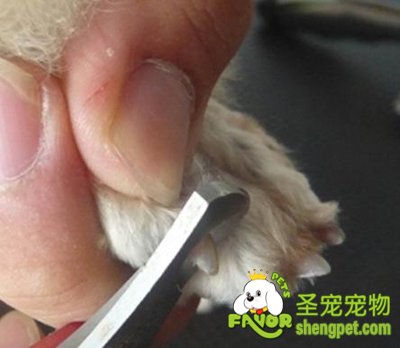 狗狗讨厌剪指甲的原因有哪些