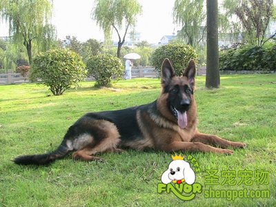 德国牧羊犬