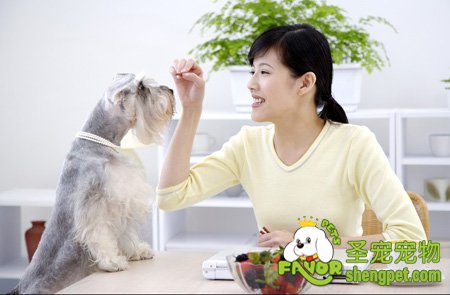 自己亲自动手给狗狗看病