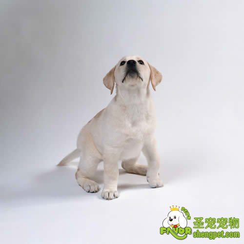 中医治疗犬尿症的方法