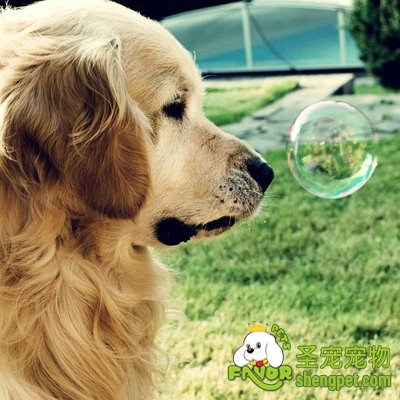 狗狗呼吸困难该怎么办