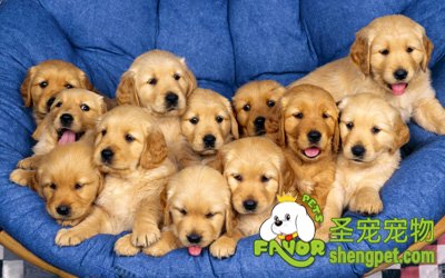 什么时候需要给狗狗补充维生素C