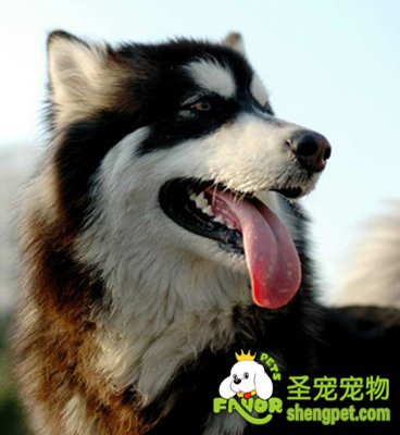 狗狗牙病的预防和治疗