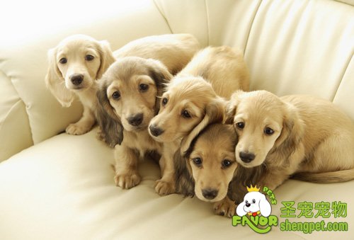 带狗狗回家前需要准备什么