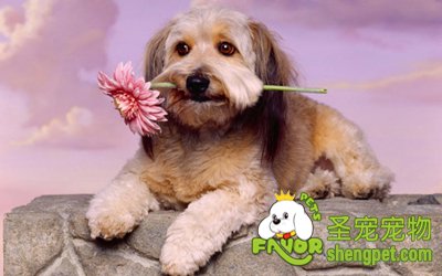 宠物肚子里面有虫该怎么办