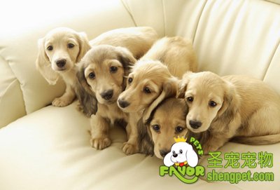 宠物身上出现湿疹了该如何治疗