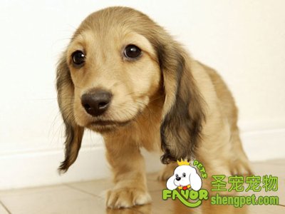 饲养幼犬需要随时查阅狗狗的信息