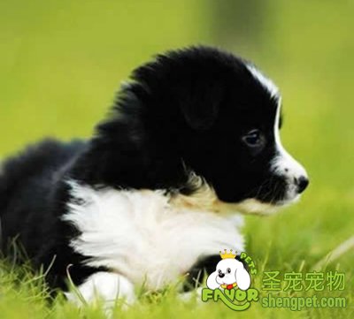 狗狗脑膜炎的治疗方法