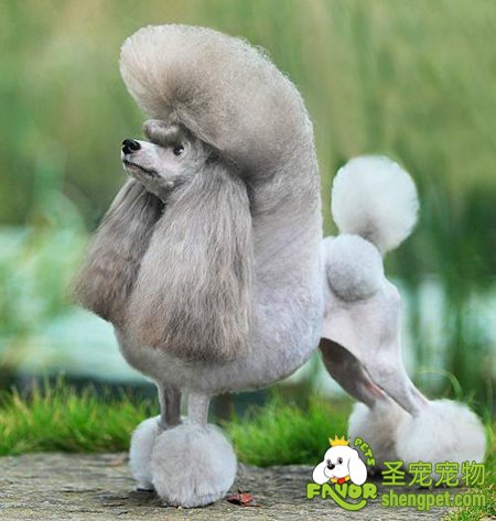 狗狗剪尾的美容修剪介绍