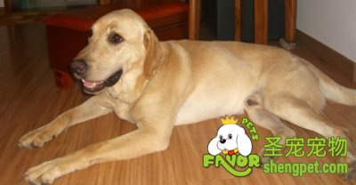 中医治疗宠物硝氯酚中毒的方法