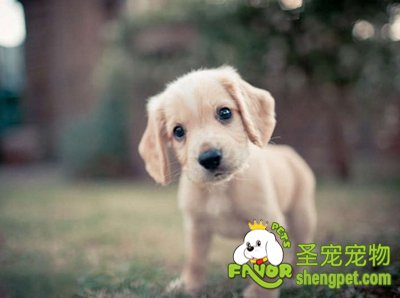 宠物眼睛视力的保护方法