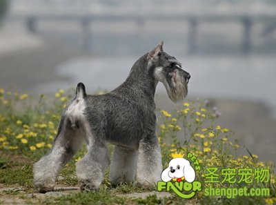 狗狗螨虫真菌病的诊断和治疗方法