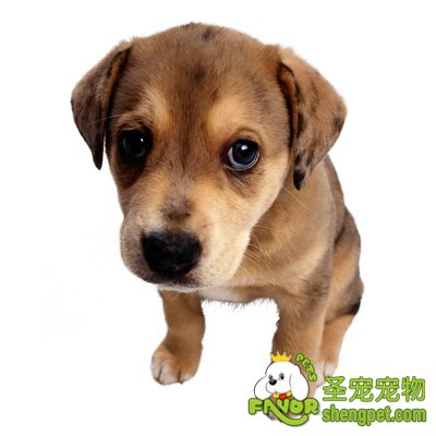 狗狗的断尾和剪耳手术