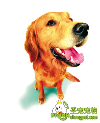 狗狗牙齿的护理要点