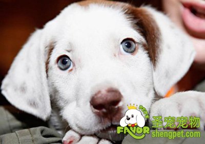 教你如何驱除狗狗身上的螨虫