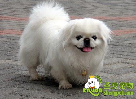 母犬低血糖症的治疗方法