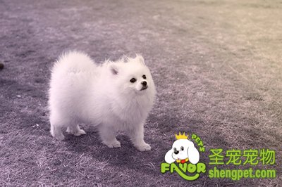 狗狗便秘该怎么办