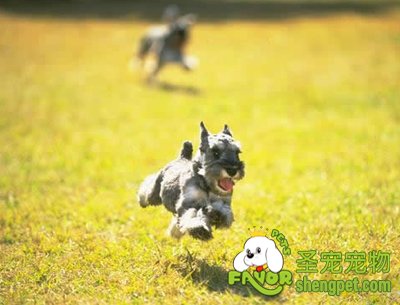 购买狗需要注意什么