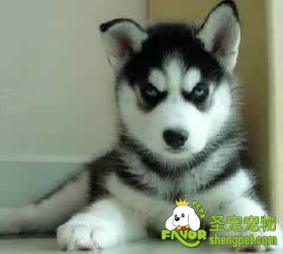 如何避免狗狗患上精神疾病